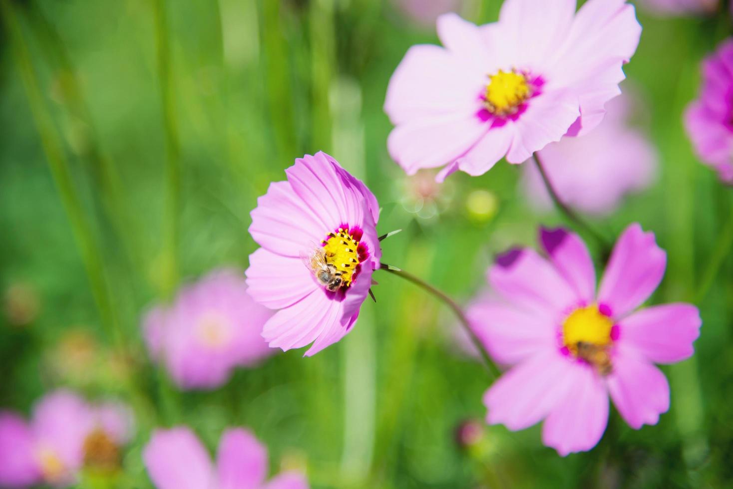 lindas flores roxas do cosmos da primavera no fundo do jardim verde - natureza adorável no conceito de temporada de primavera foto