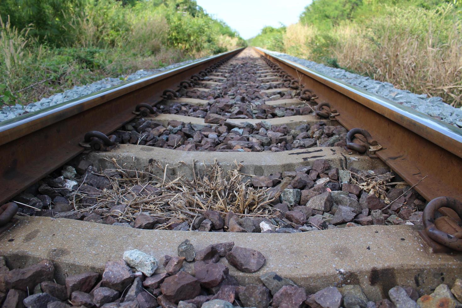 a ferrovia de cada lado é uma floresta. foto