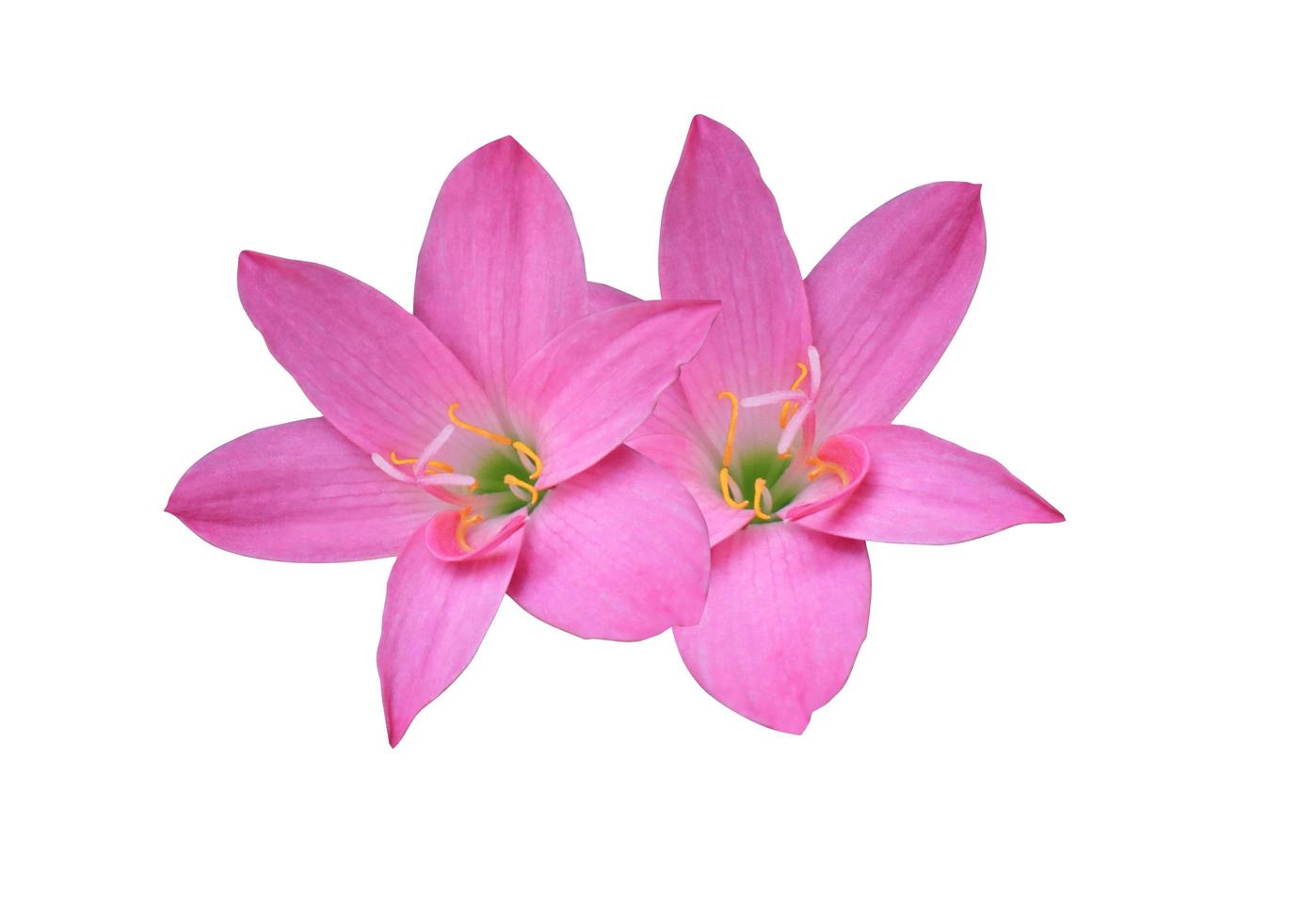 zephyranthes spp ou lírio de fada ou lírio de chuva ou flor de zéfiro. close-up pequeno buquê de flores de cabeça rosa isolado no fundo branco. foto