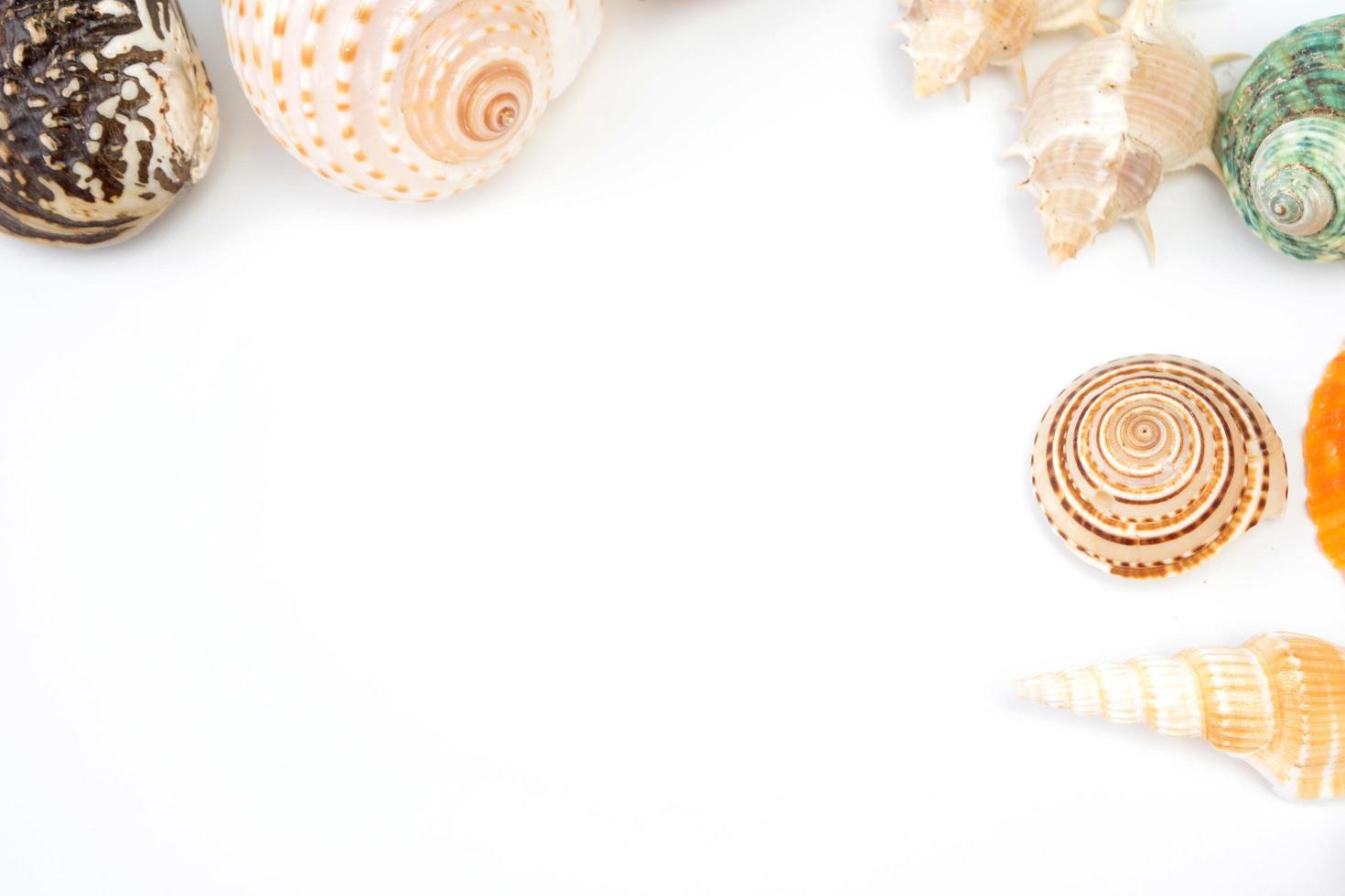 conchas do mar em um fundo branco foto