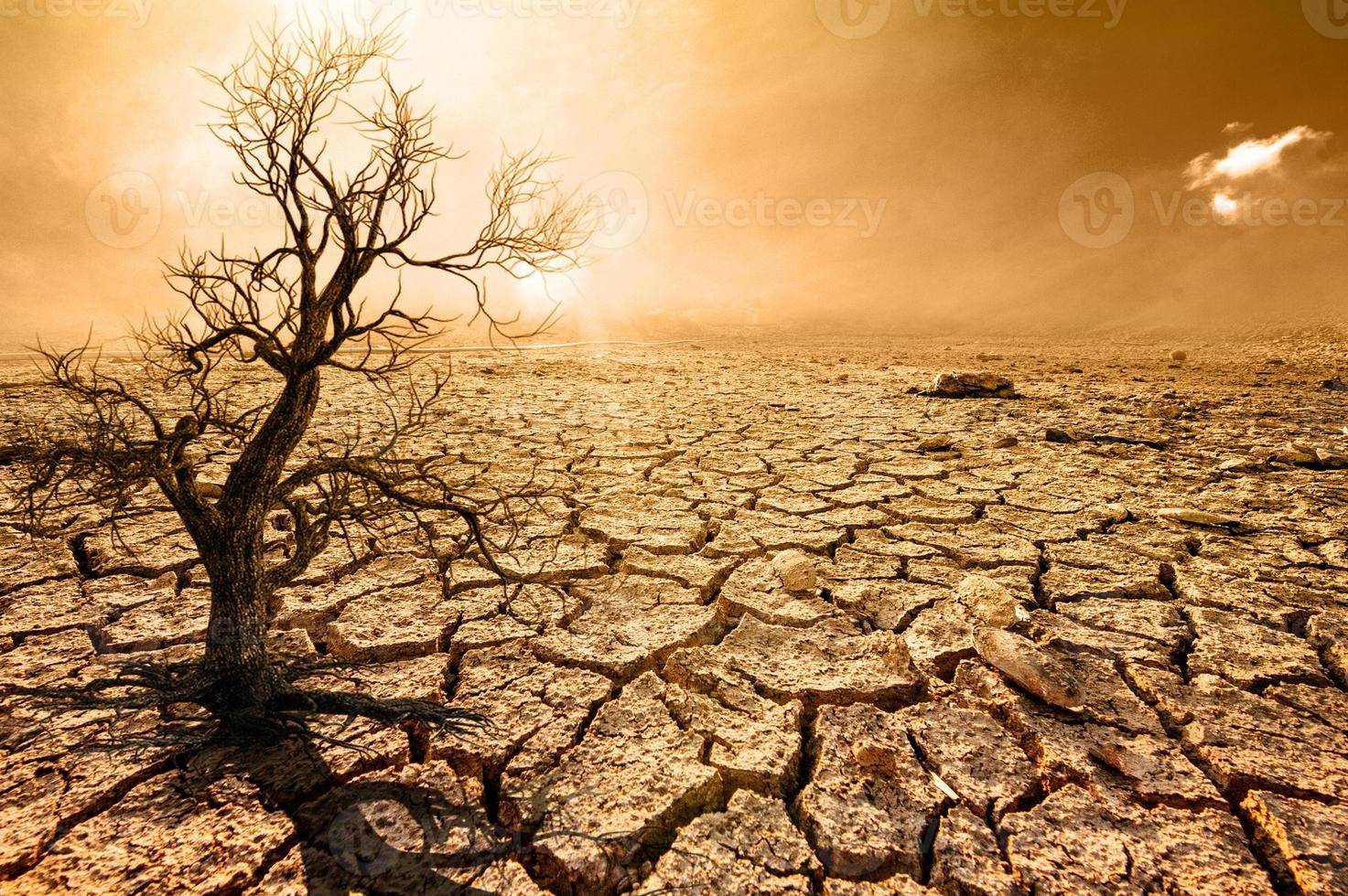 árvores morrem em uma terra estéril por causa do aquecimento global. foto