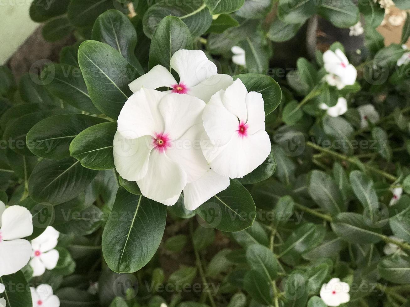 linda flor cor branca e rosa com fundo de natureza verde folha fresco  natural 10102342 Foto de stock no Vecteezy