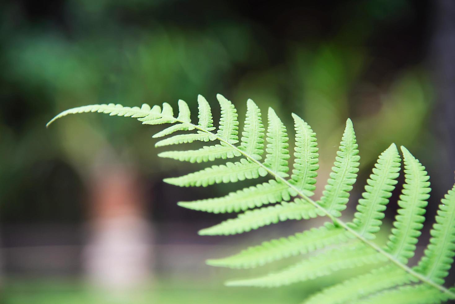 fundo de folha de samambaia no jardim verde foto