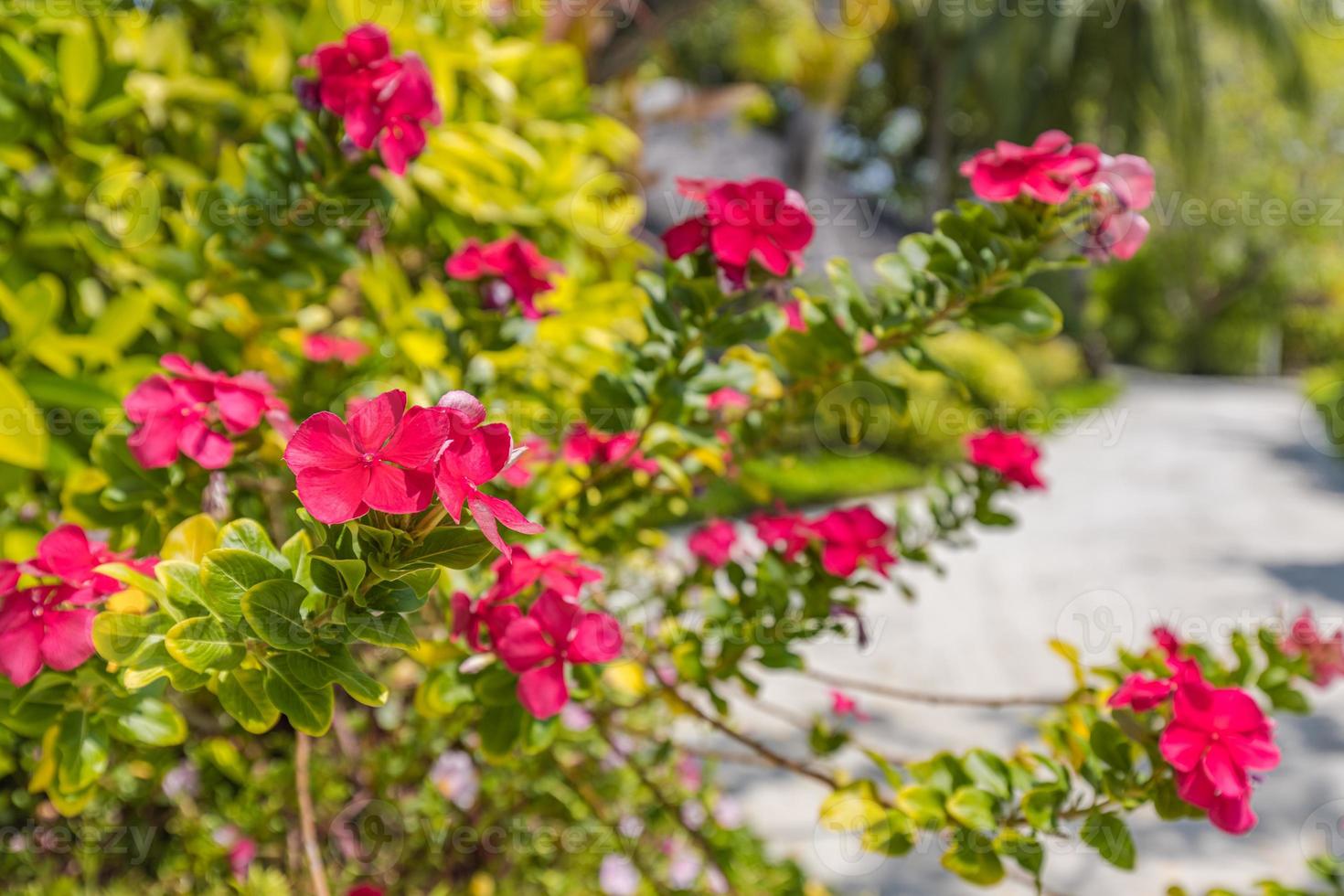 pequenas flores desabrochando rosa vermelhas. parque de jardim tropical ensolarado, closeup floral florescendo foto