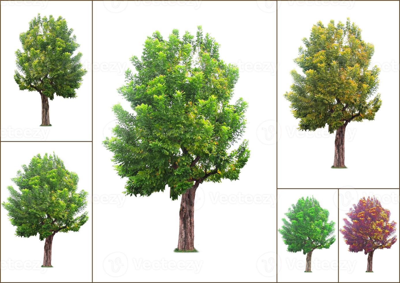 bela coleção de árvores na floresta tropical da Tailândia em fundo branco. fácil de usar foto