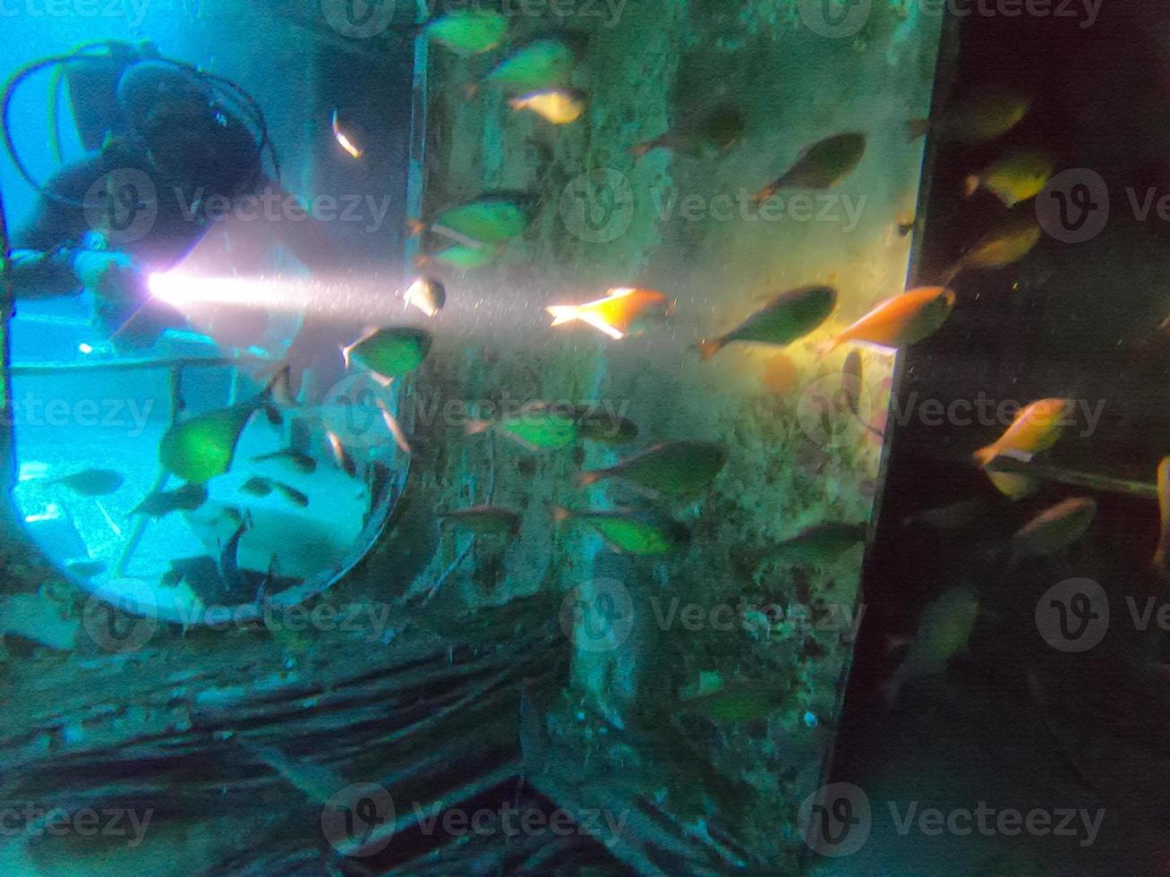 peixes nadando no mar vermelho, peixes coloridos, eilat israel foto