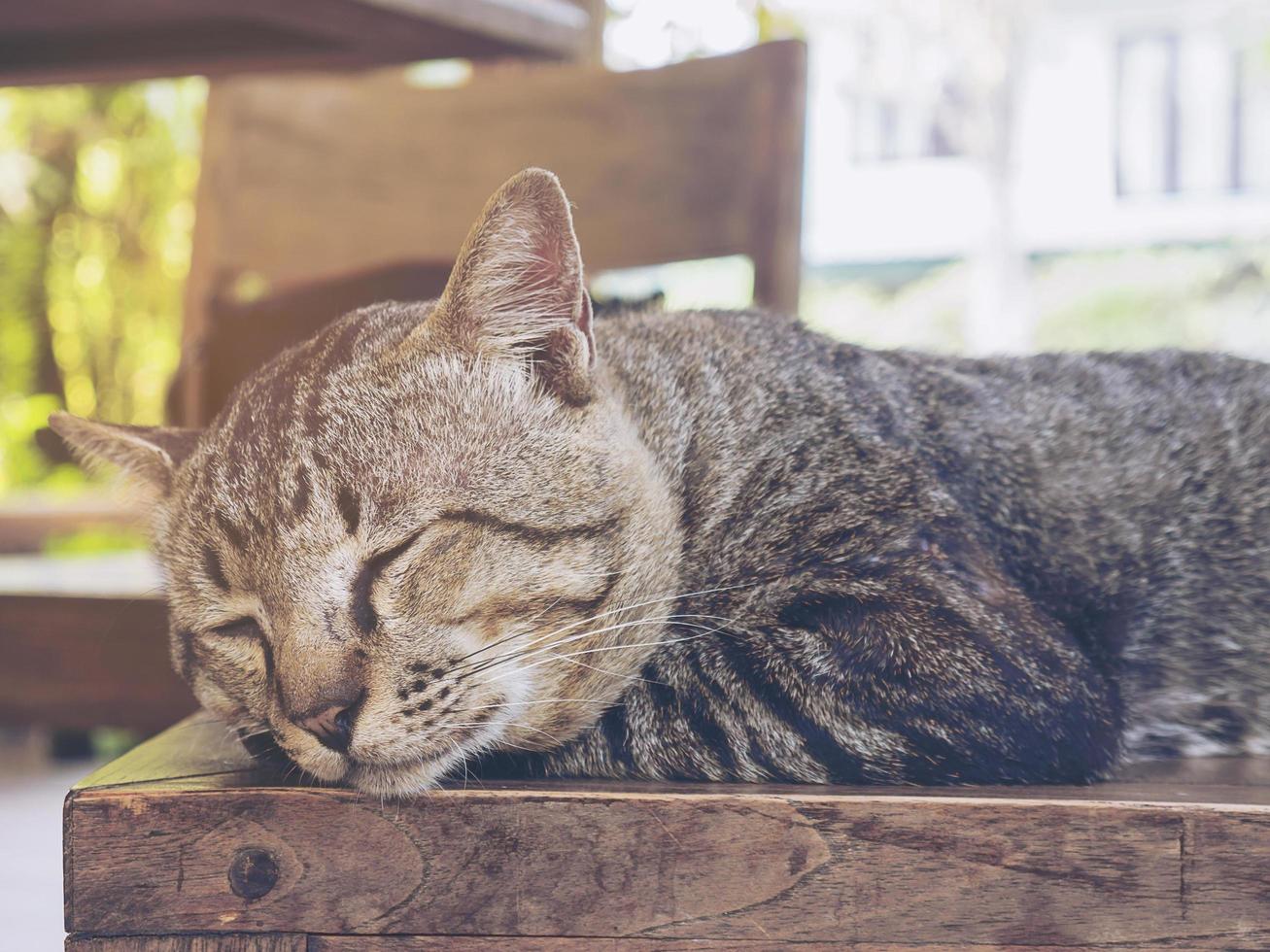 adorável gato preguiçoso tailandês animal de estimação foto
