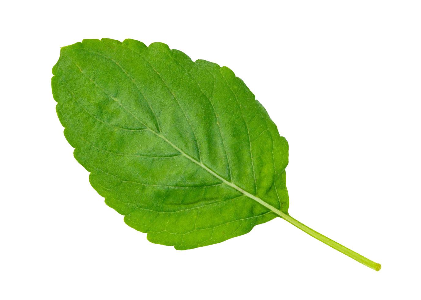folha de manjericão sagrado ou manjericão tailandês ou ocimum sanctum isolado no fundo branco, padrão de folhas verdes foto