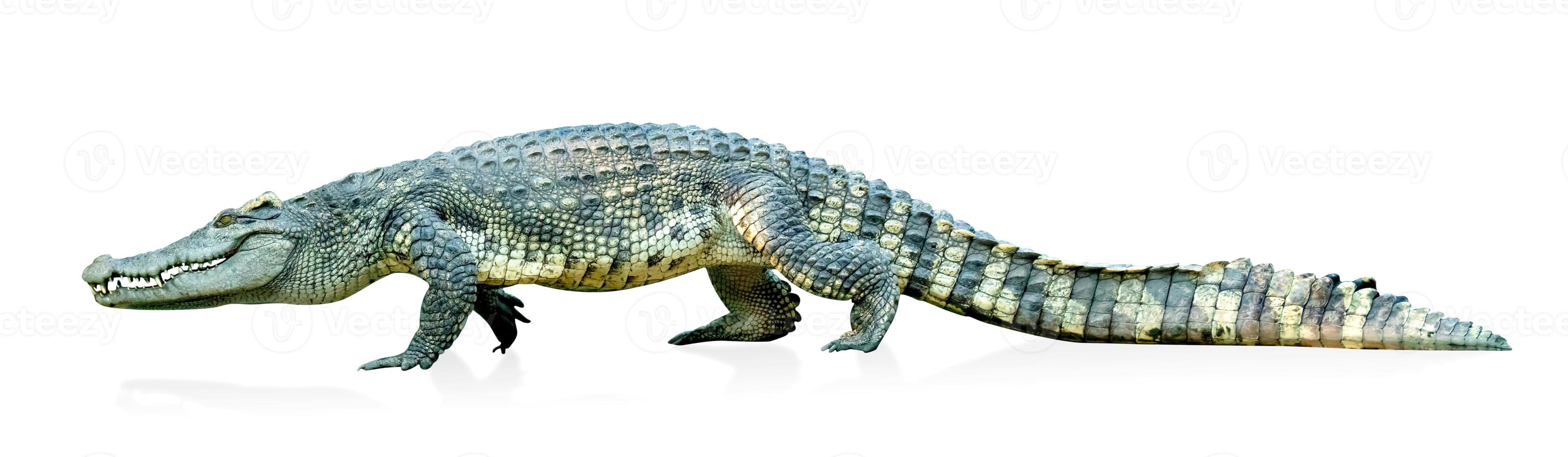 crocodilo isolado no fundo branco, inclui traçado de recorte foto