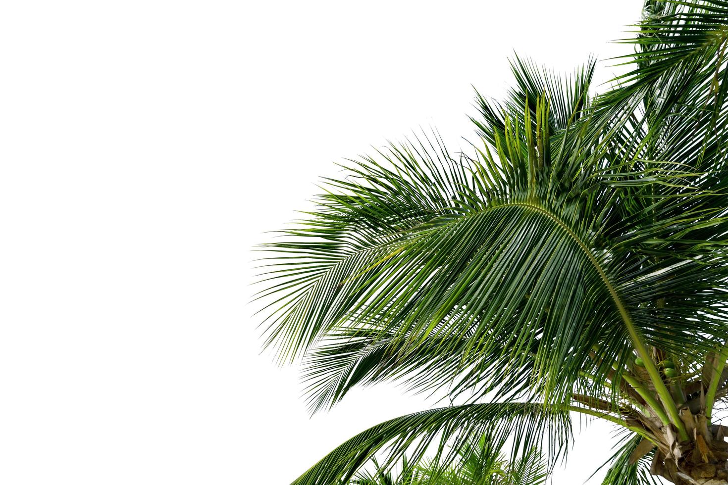 folhas verdes de palmeira, flexão de árvore de coco isolada no fundo branco foto