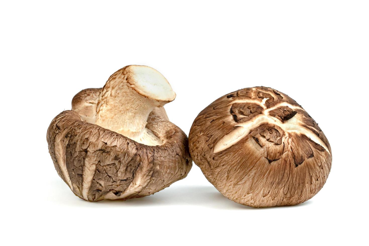 cogumelos shiitake isolados no fundo branco foto