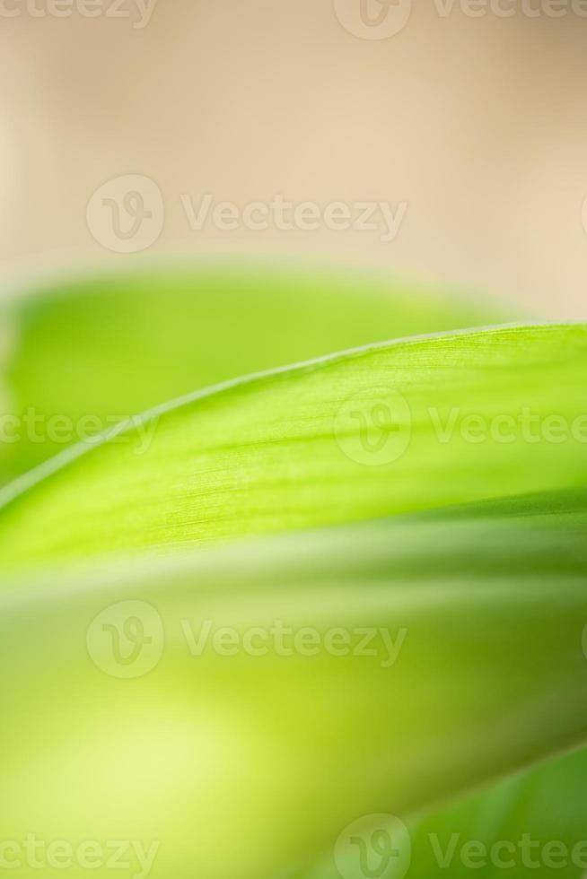 natureza abstrata verde fundo desfocado folha de natureza em fundo verde no jardim com espaço de cópia usando como conceito de página de papel de parede de fundo. foto