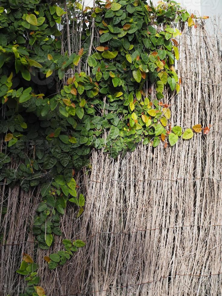 botões de casaco margarida mexicana contra a cerca de madeira da parede foto