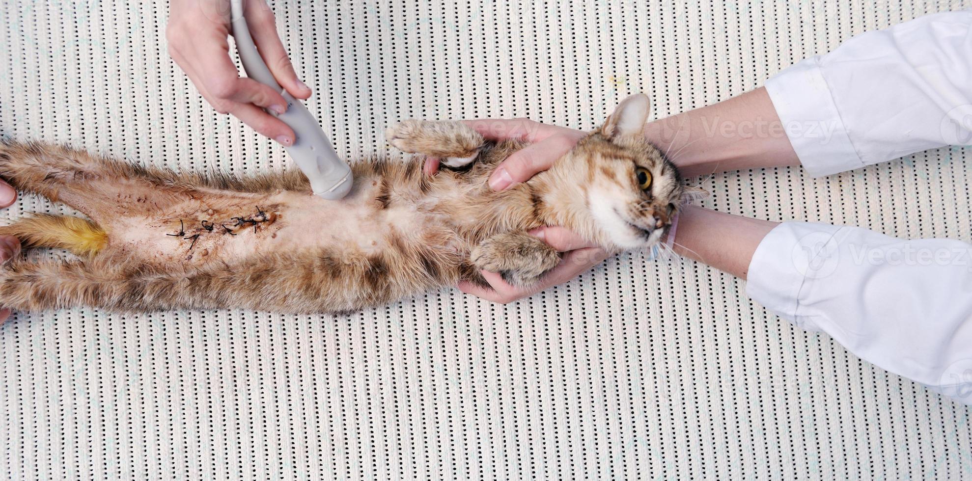 veterinário e assistente em uma clínica de pequenos animais foto