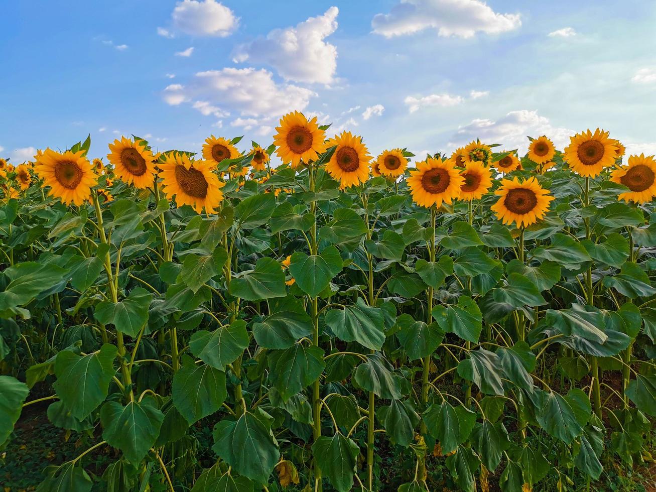 papel de parede de girassol, campo, natureza, verão, céu azul, flores amarelas foto