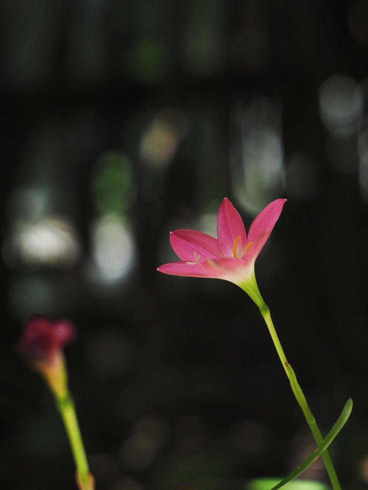 chuva lírio rosa crescendo no jardim com luz brilhante foto