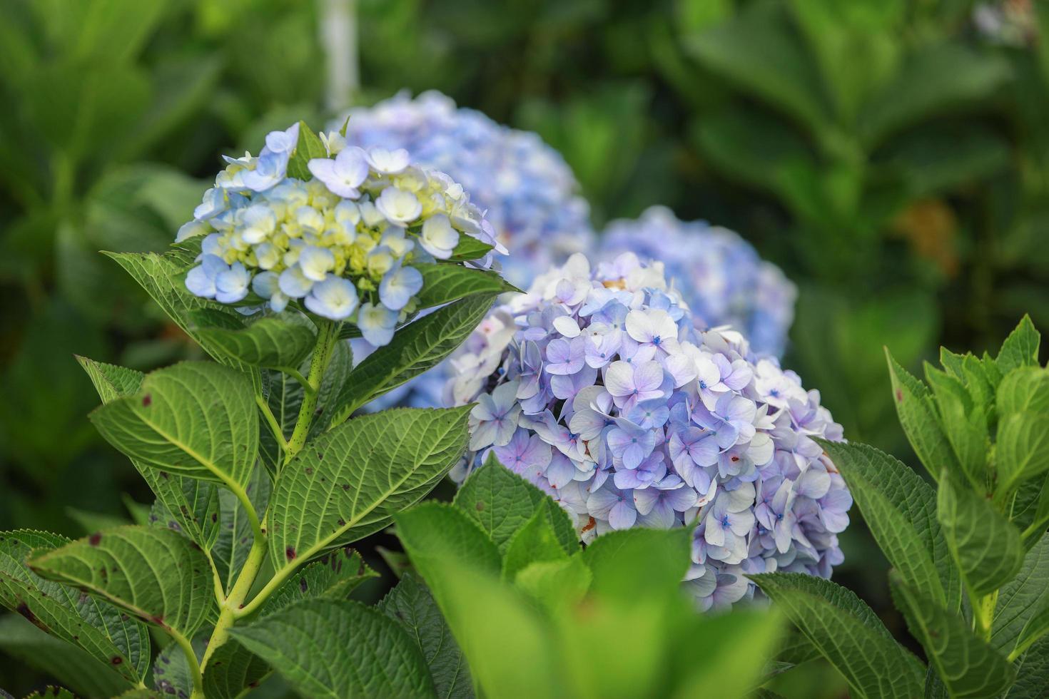 a flor branco-azul chama hortênsia em um jardim. flor de hortênsia e luz da  manhã é uma bela flor. 10150445 Foto de stock no Vecteezy