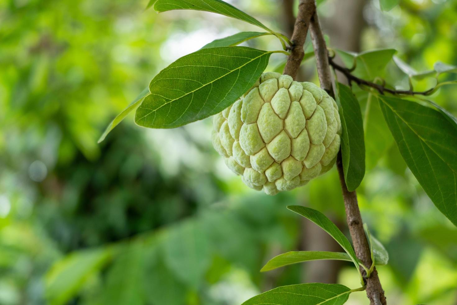 fruta de pinha crescendo no jardim. o fruto é áspero com um sabor doce. foto