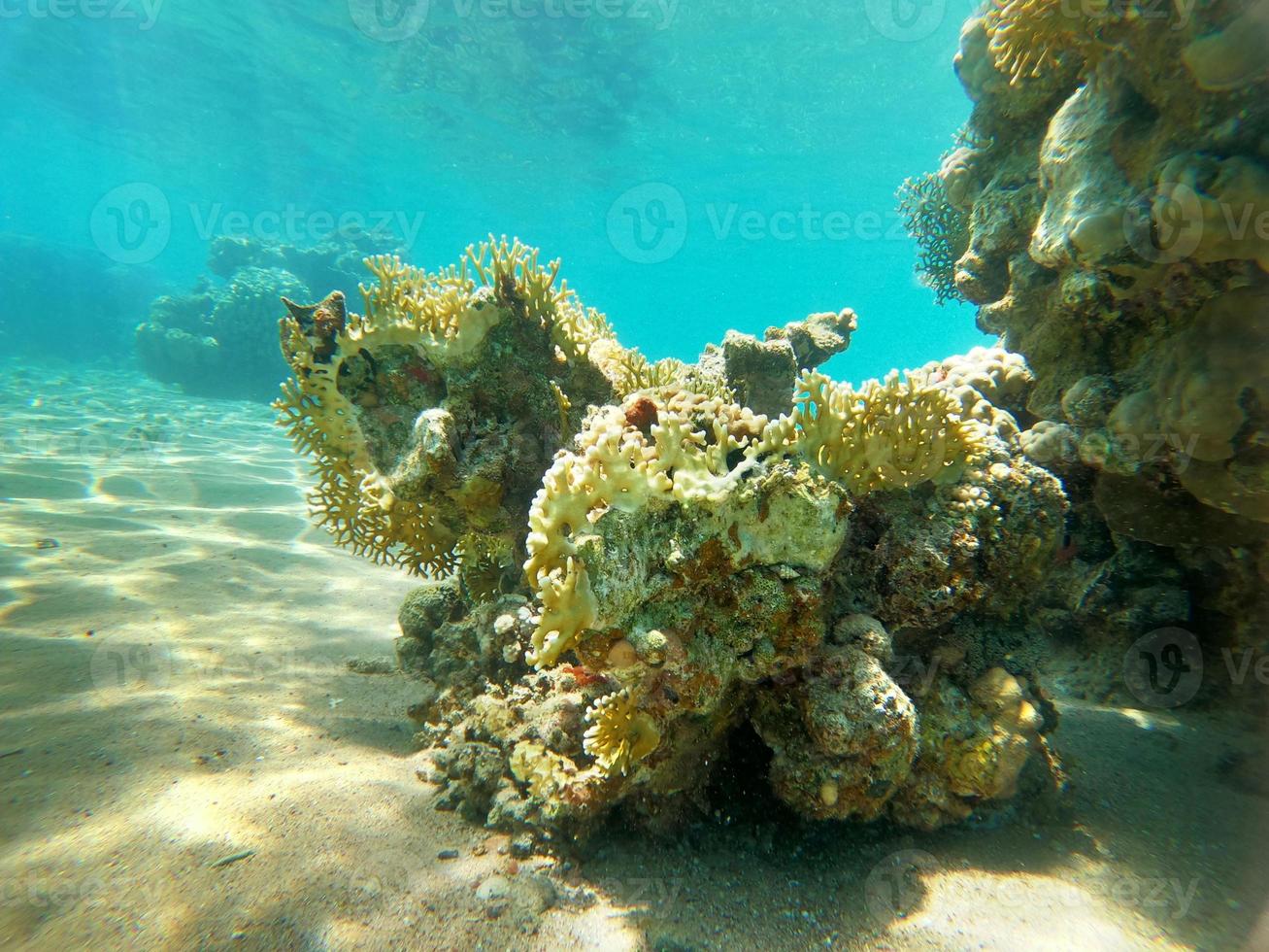 recife de coral e plantas aquáticas no mar vermelho, eilat israel foto