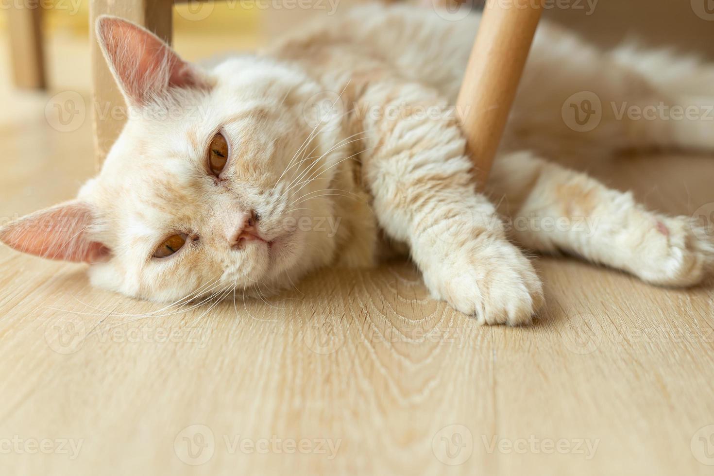 gato dormindo em uma mesa de madeira. gato dormindo foto