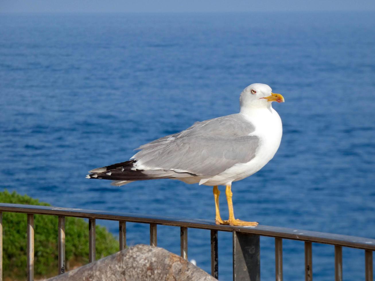 gaivotas sobre o azul do mar mediterrâneo na costa brava catalã foto