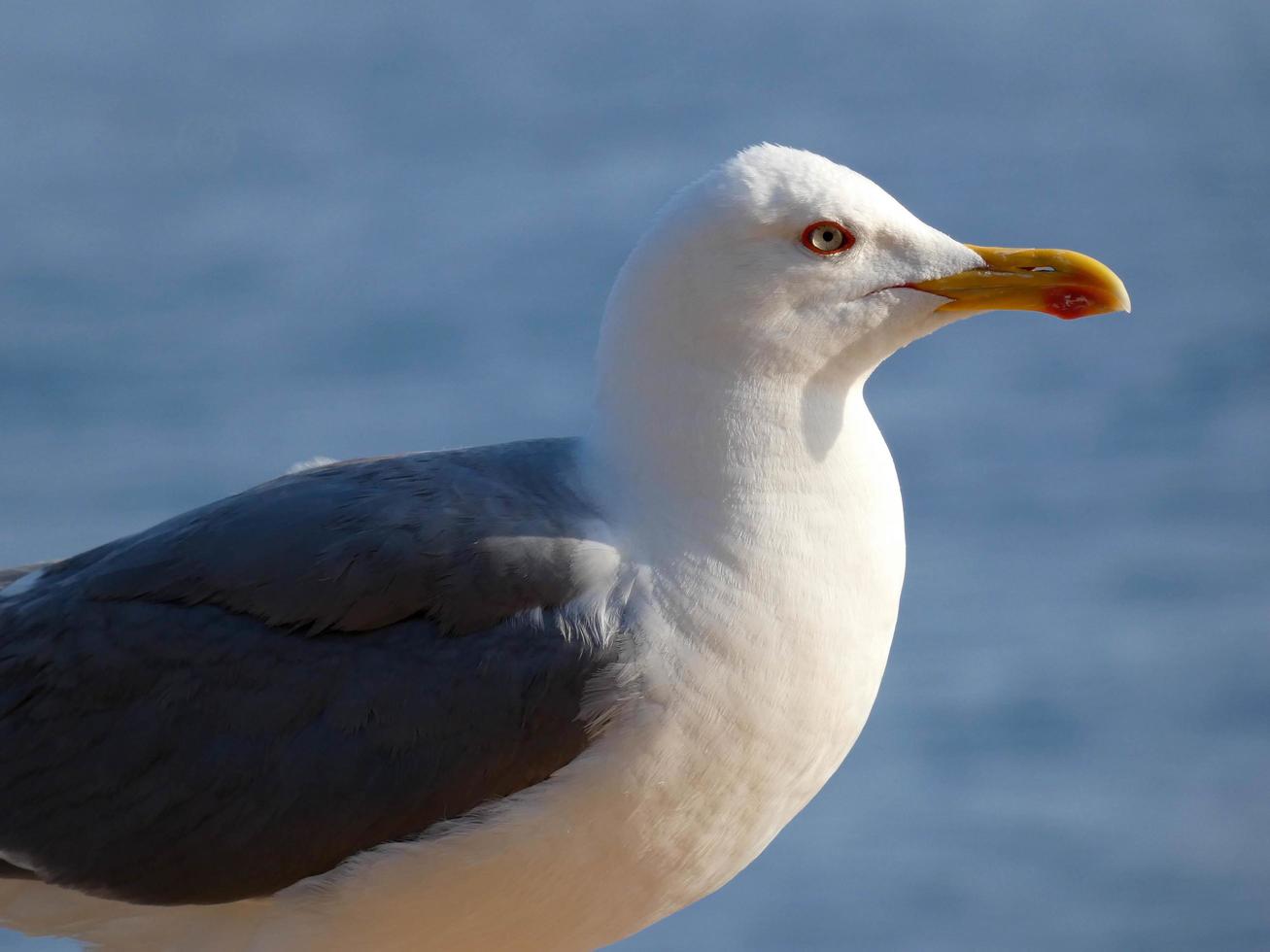 retrato de uma gaivota na costa brava catalã, espanha foto