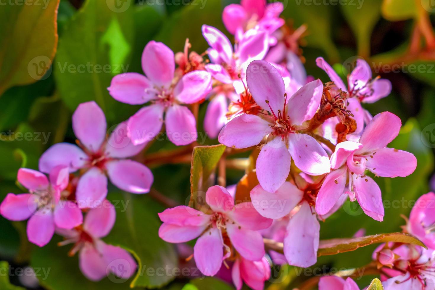 rhaphiolepis indica flor foto