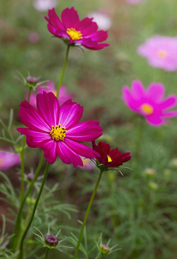 flores roxas do cosmos foto