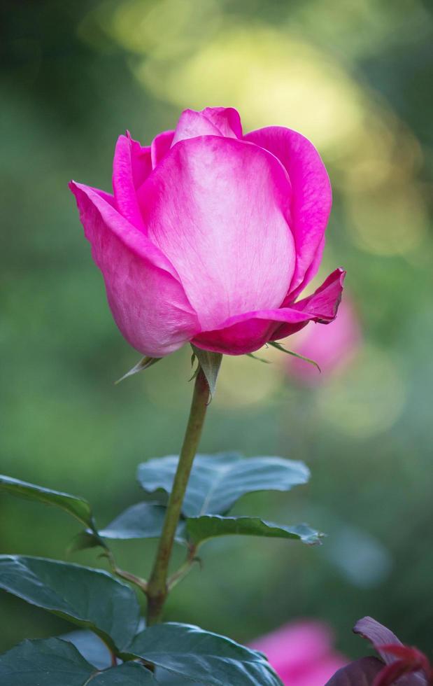 flor rosa rosa em um jardim foto