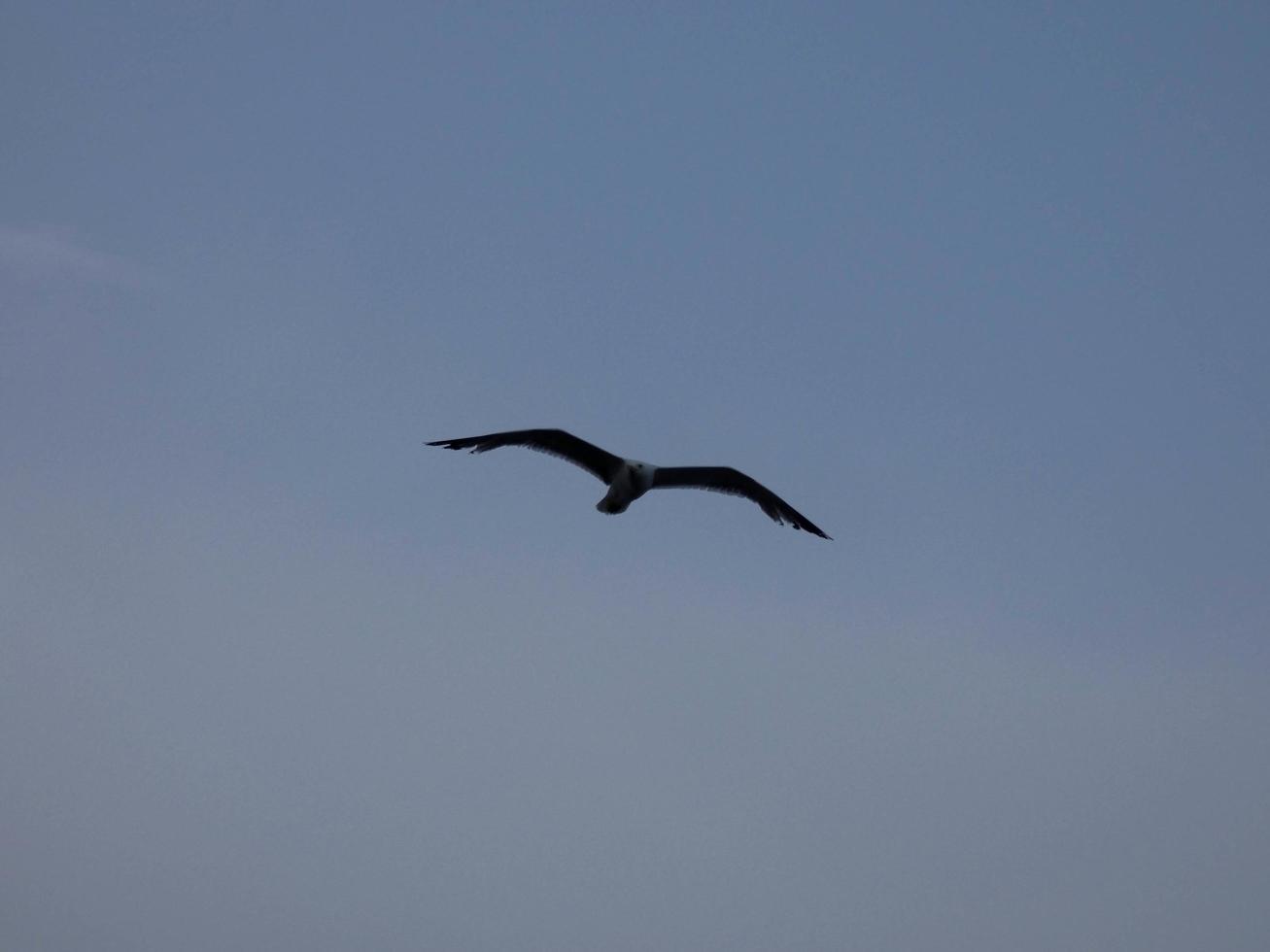 gaivotas de plumagem leve típicas da costa brava catalã, mediterrâneo, espanha. foto