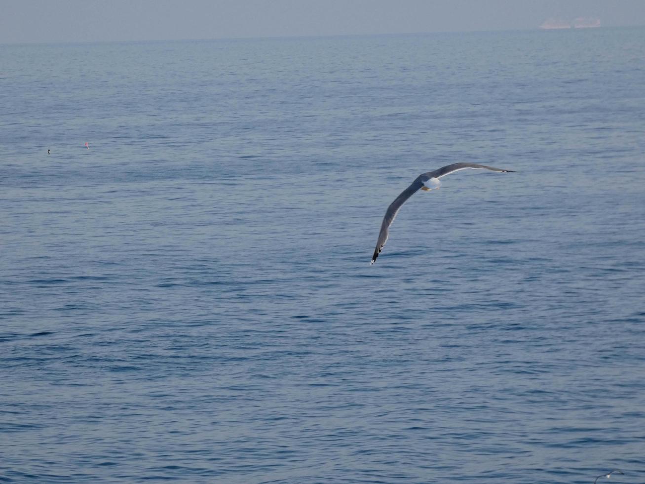 gaivotas de plumagem leve típicas da costa brava catalã, mediterrâneo, espanha. foto