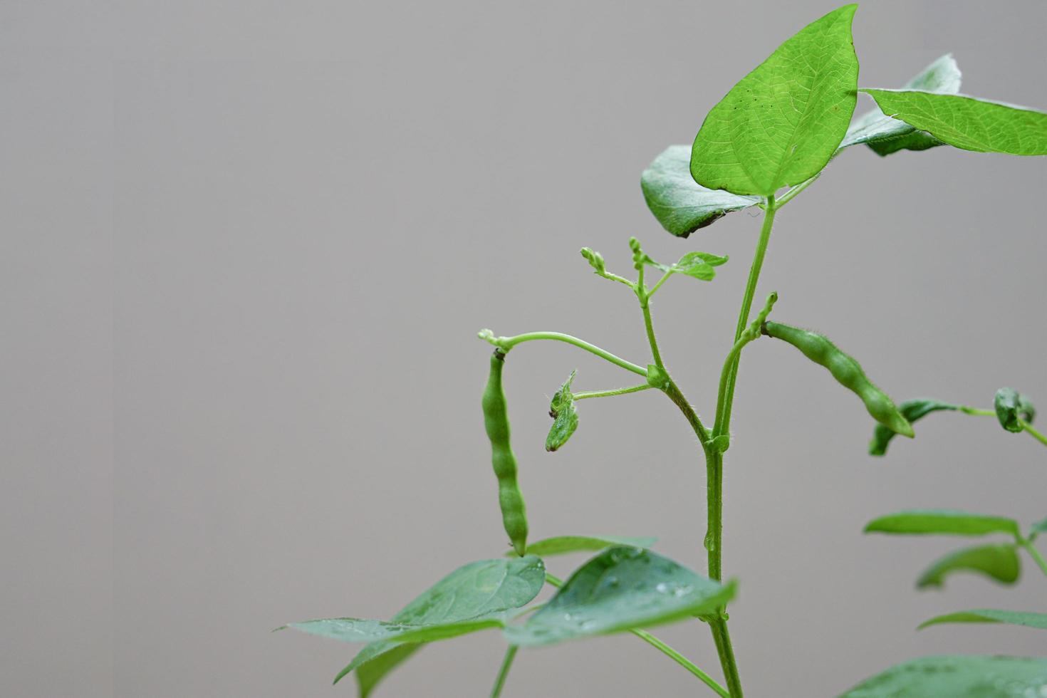 vagem de feijão mungo é uma planta da família das leguminosas. foto