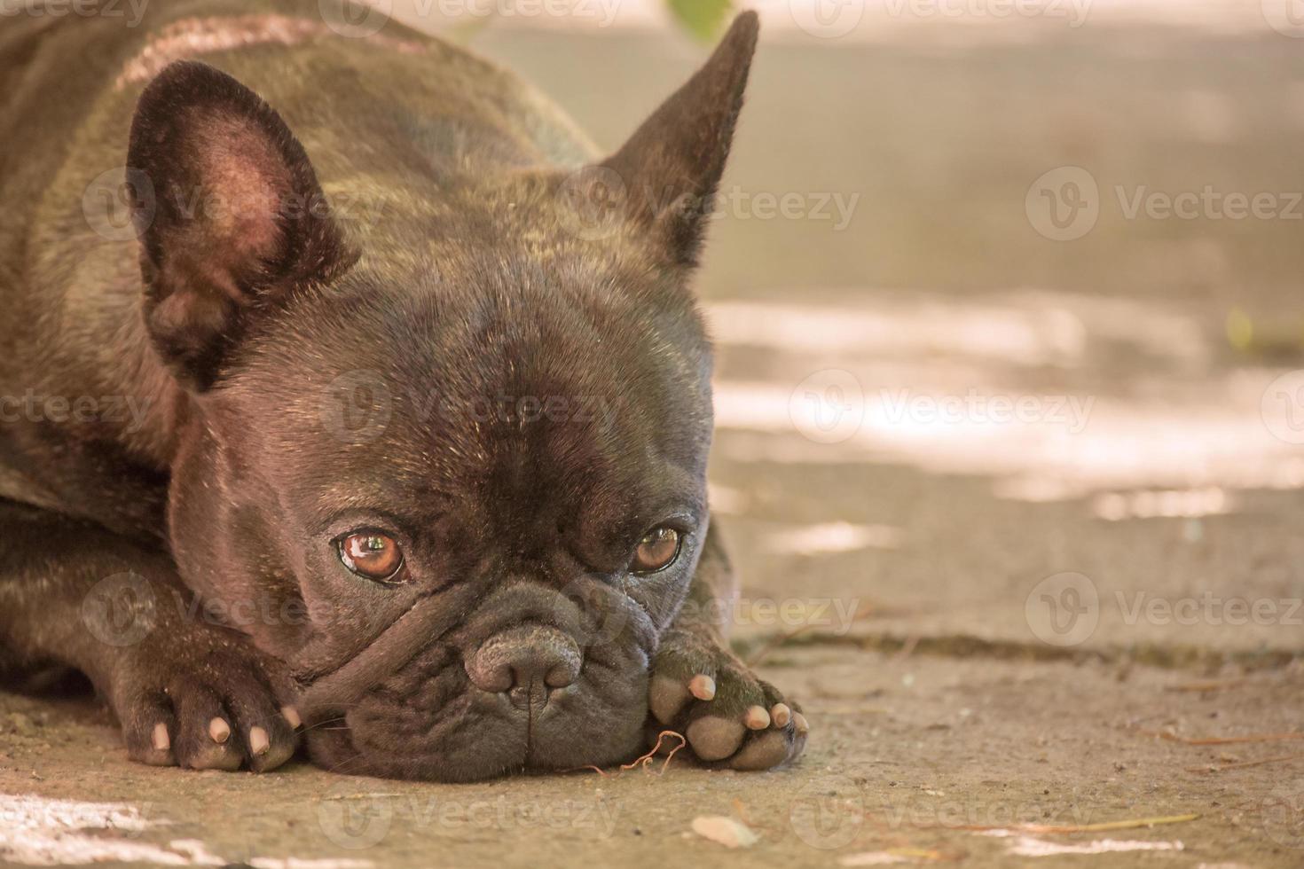 uma estreita zona de foco nos olhos. um jovem cão da raça bulldog francês encontra-se em um dia ensolarado. foto