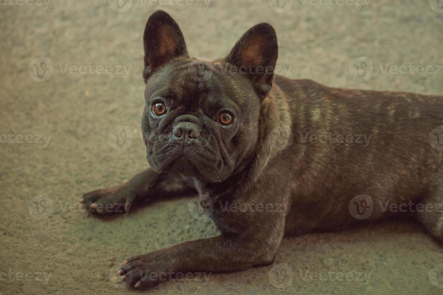 o cão é um buldogue francês, a cor é preta e tigrado. lindo filhote de bulldog francês. foto