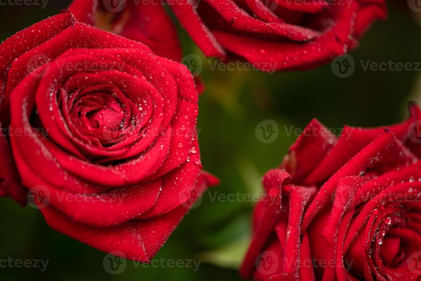 close-up de rosas vermelhas frescas com gotas de orvalho. foto