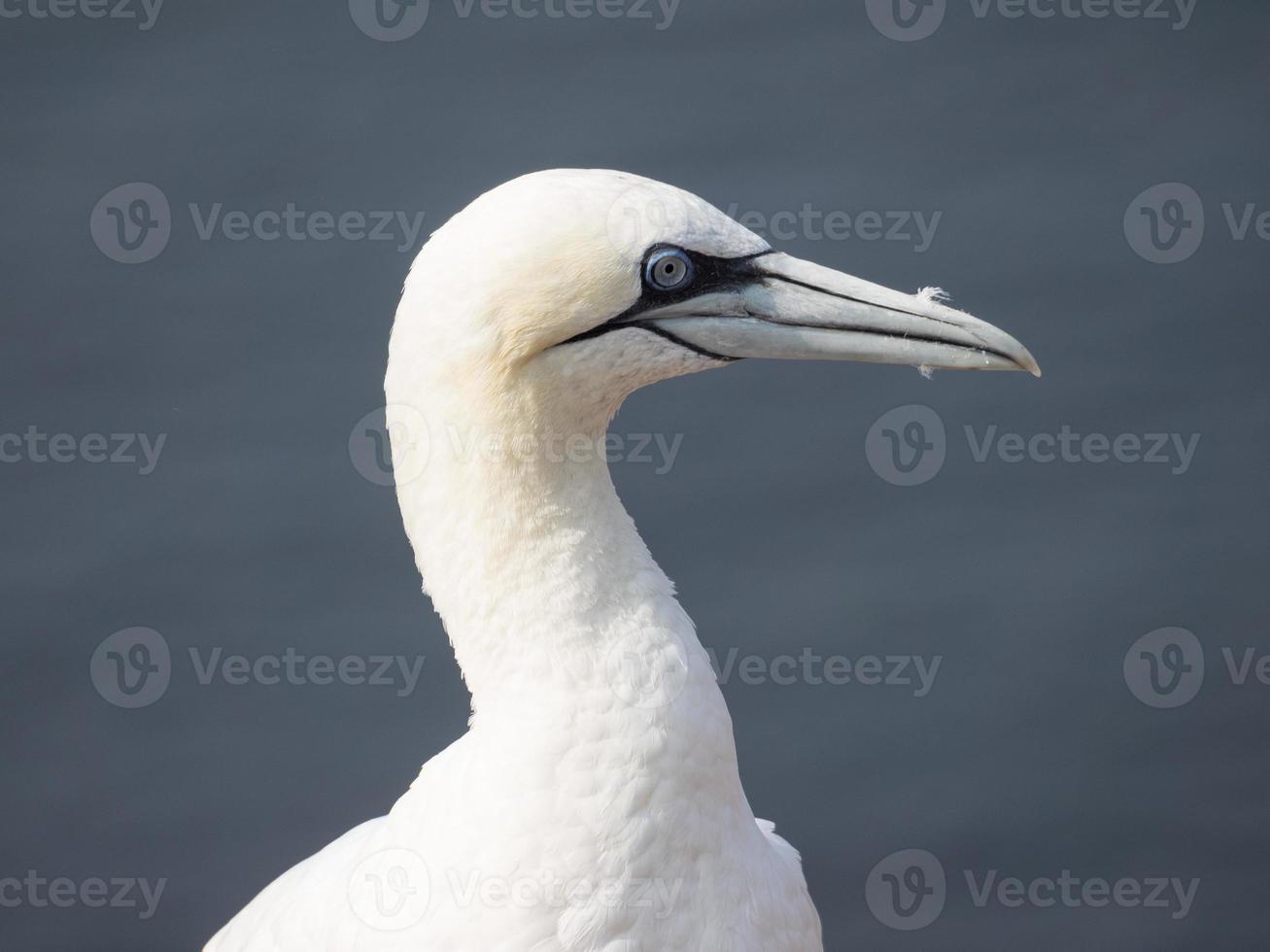 pássaros na ilha de helgoland foto