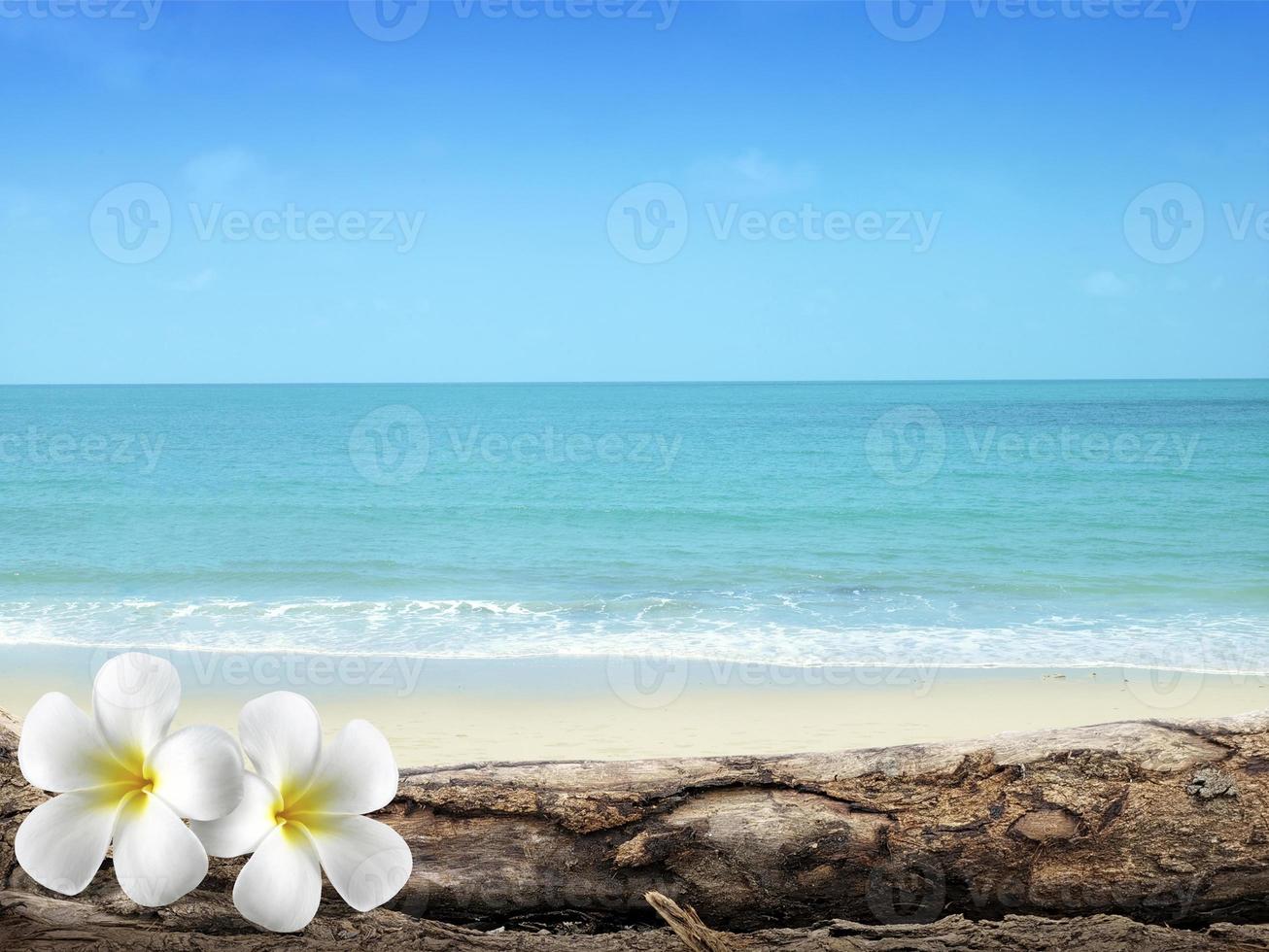 foco suave de plumeria com areia branca e lindo mar azul sobre céu azul claro foto