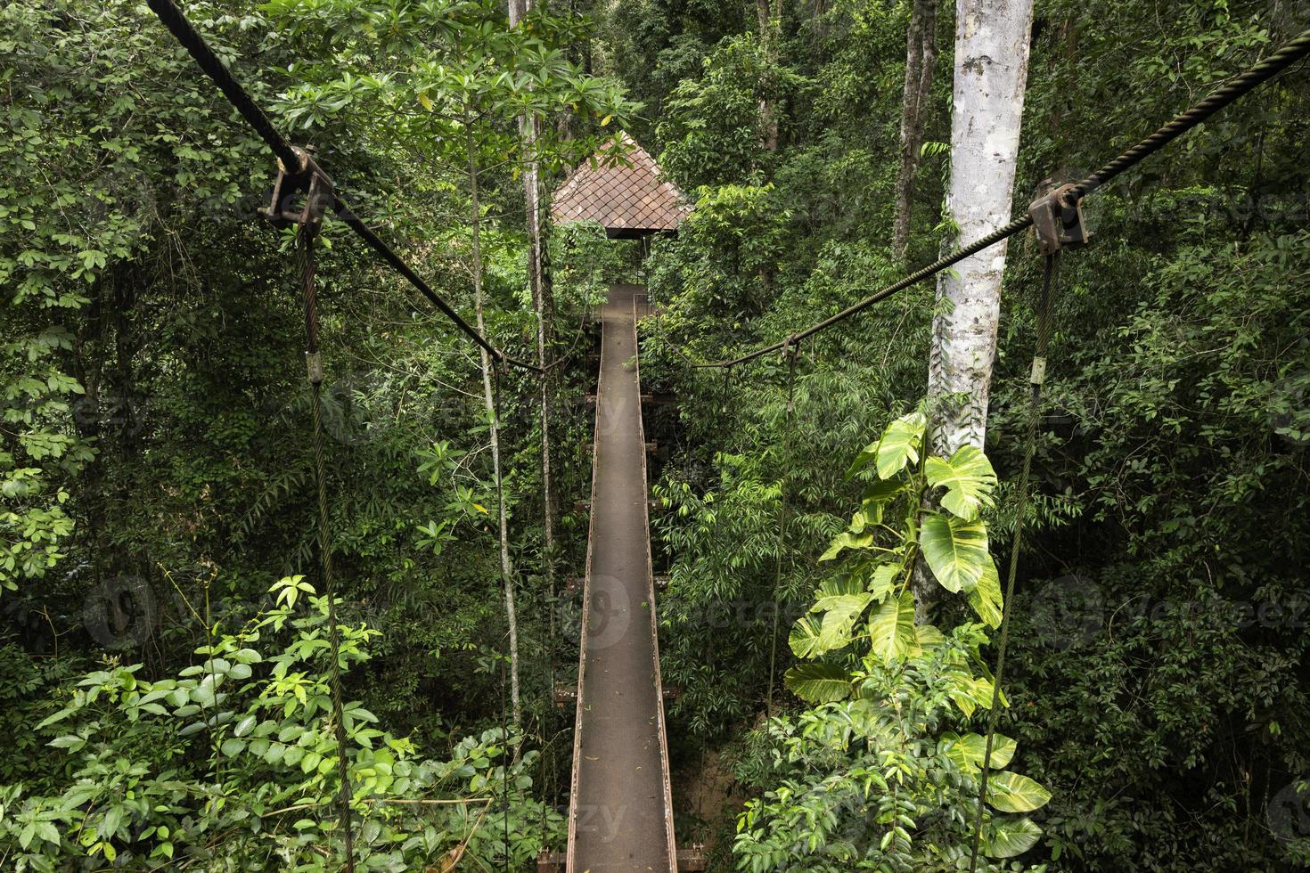 ponte e floresta tropical foto