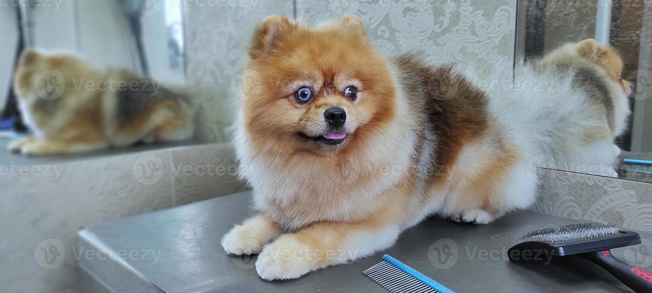 um cachorro spitz na mesa de um cabeleireiro depois de um corte de cabelo. lindo cachorrinho foto