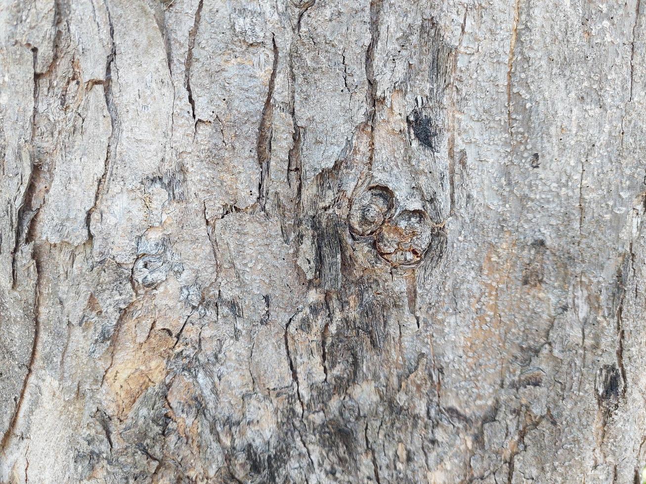 fundo de textura de casca de árvore foto
