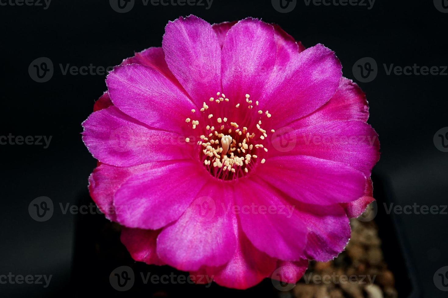 lobivia híbrida flor rosa, planta tipo de cacto cactos estames a cor amarela é echinopsis encontrada em tropical, close-up shot foto