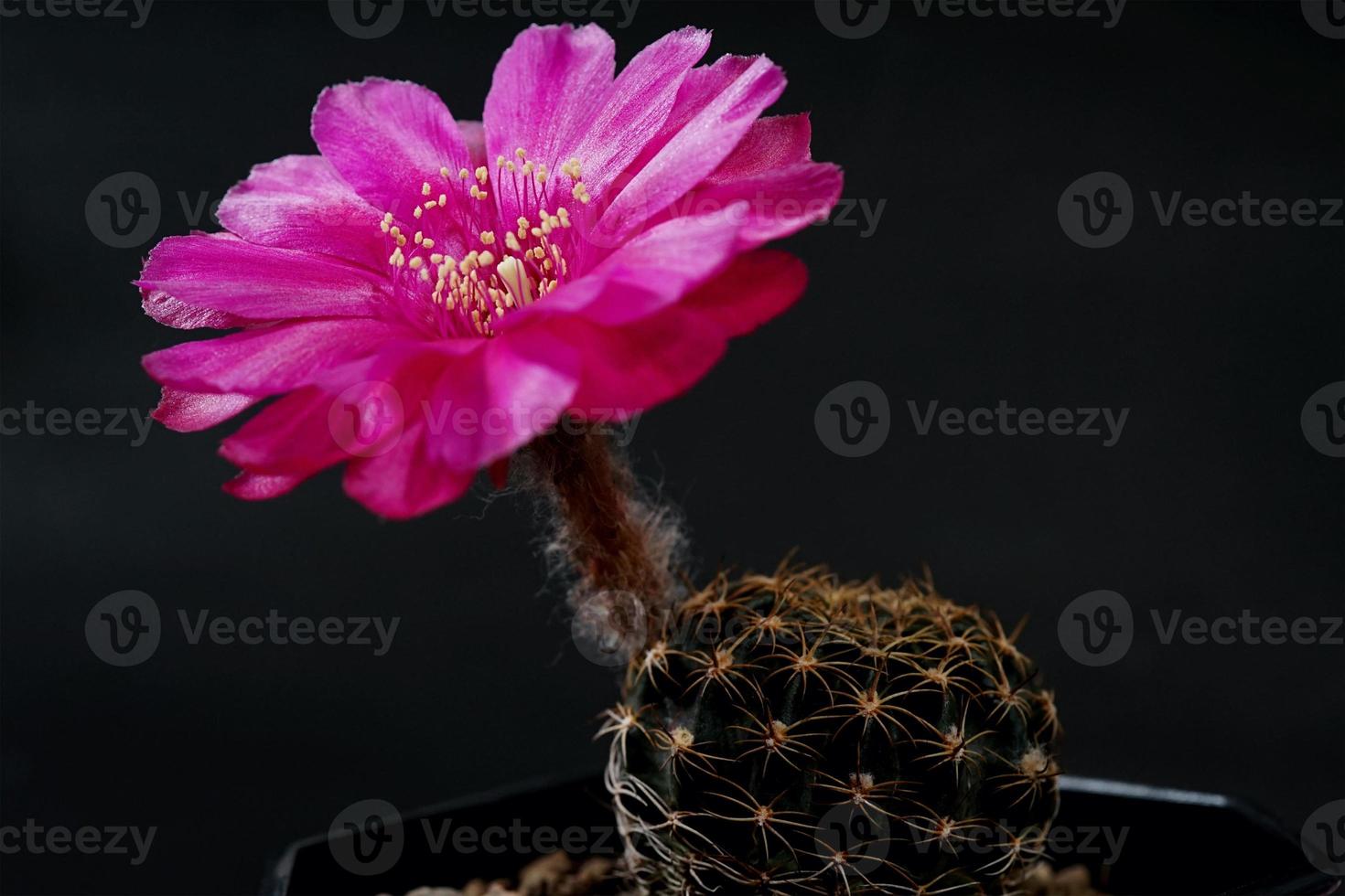 lobivia híbrida flor rosa, planta tipo de cacto cactos estames a cor amarela é echinopsis encontrada em tropical, close-up shot foto