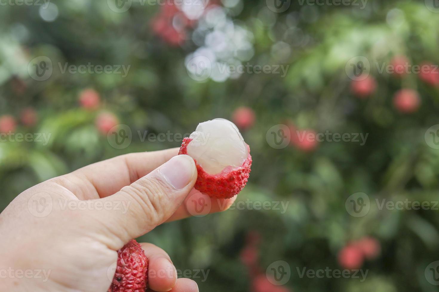 mão segurando a fruta lichia foto
