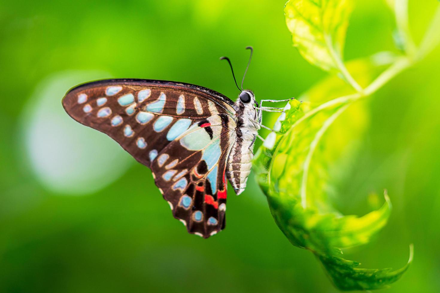 borboleta jay comum pendurada na folha foto