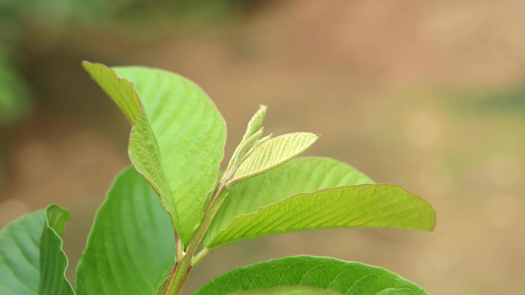 folhas de goiaba jovem verde no jardim. As folhas de goiaba são um dos ingredientes tradicionais à base de plantas que são muito populares, especialmente para tratar diarreia e flatulência foto