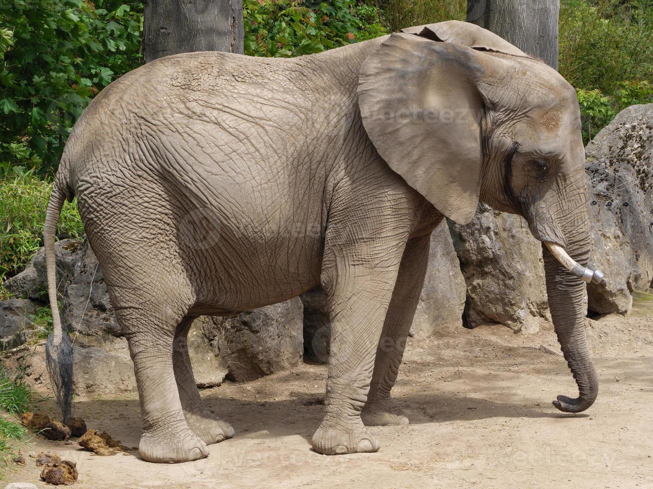 animais do zoológico foto