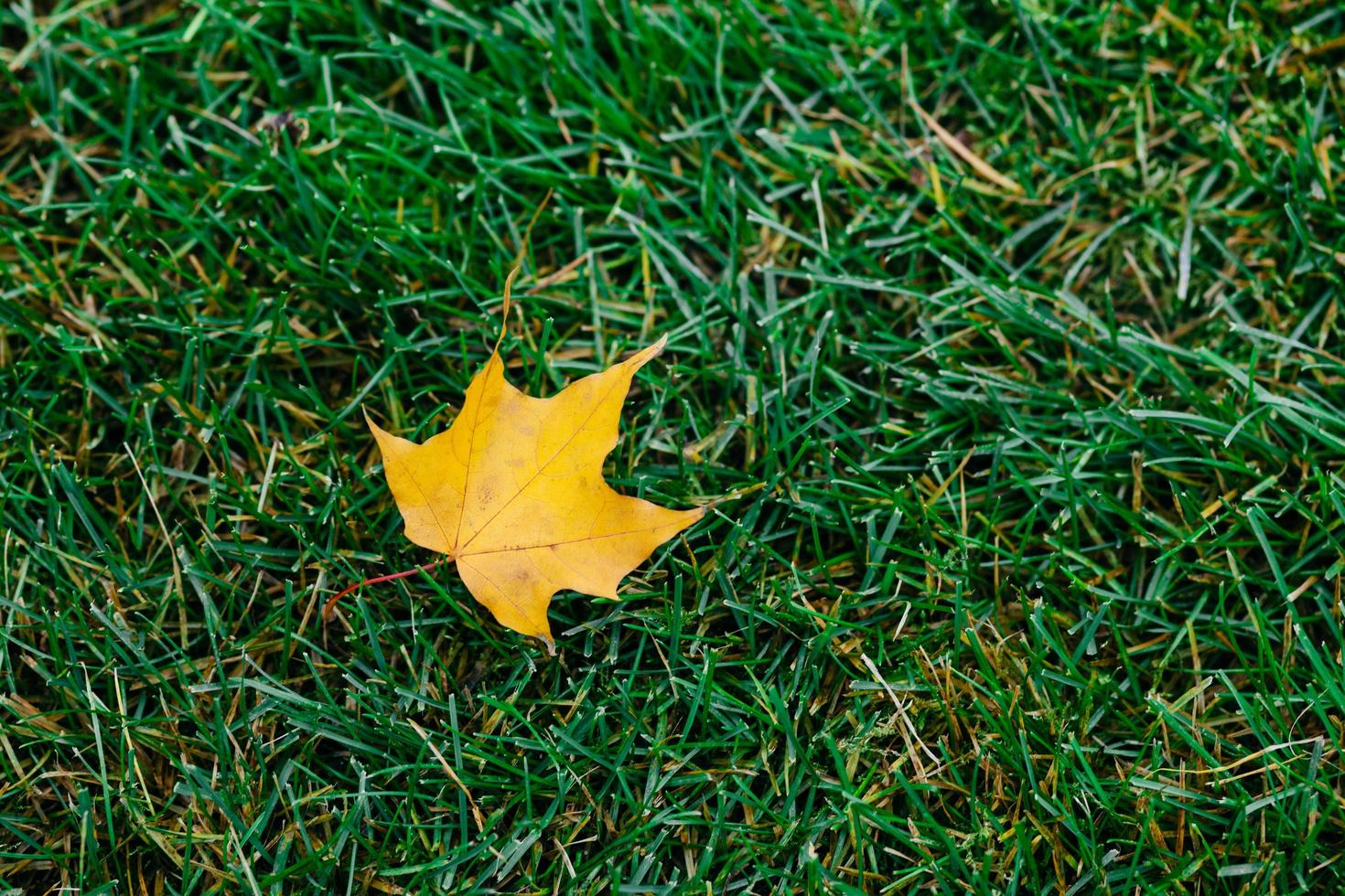 folha amarela caiu da árvore na grama verde. folhagem de outono. cores brilhantes. natureza. copie o espaço. tiro horizontal ao ar livre. conceito de temporada foto