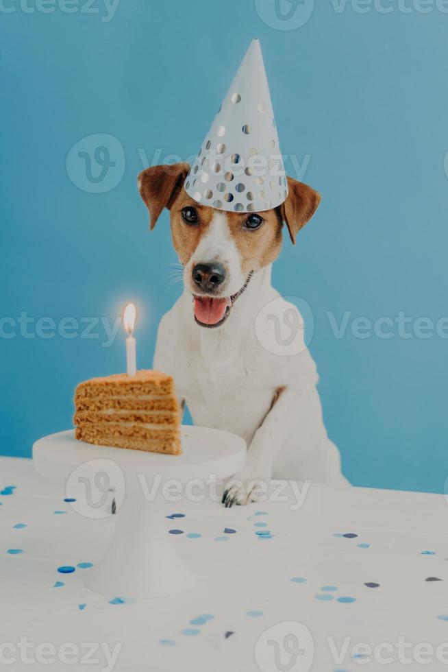 tiro interior de cão de pedigree comemora primeiro aniversário, usa chapéu de festa de cone, vai comer bolo saboroso festivo, isolado em fundo azul. animais domésticos, animais de estimação, férias e conceito de celebração foto