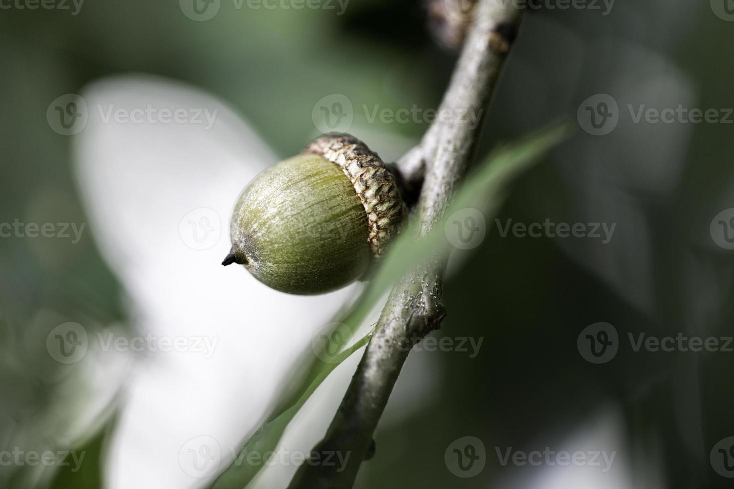 bolotas na árvore foto