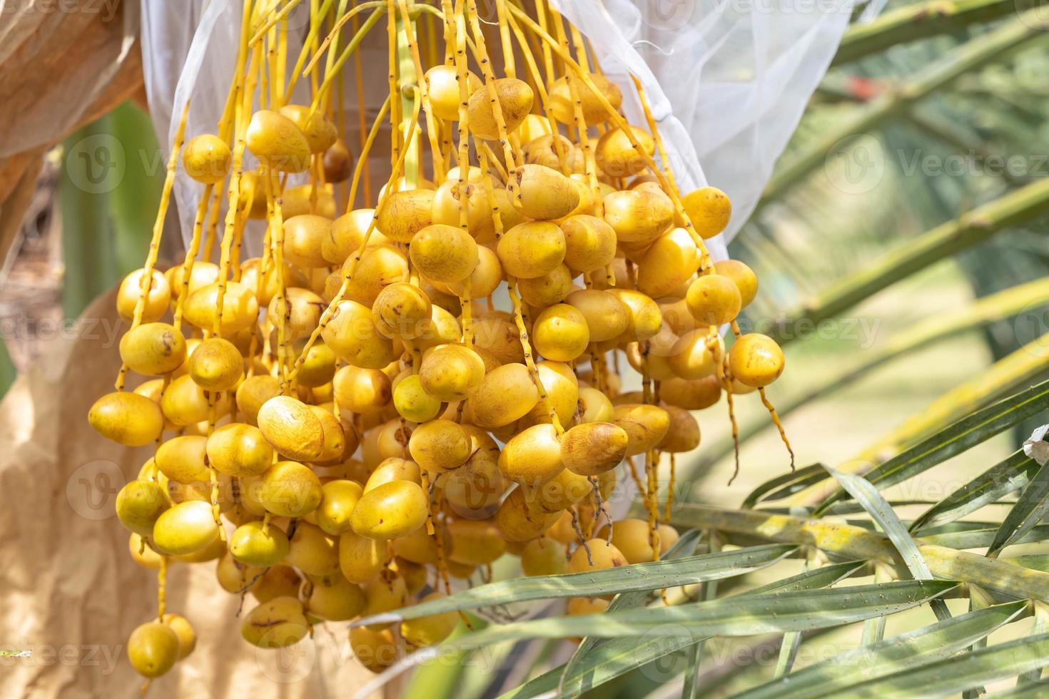 closeup barhi datas palma frutos amarelos phoenix dactylifera nos cachos no jardim de frutas orgânicas para colheita foto